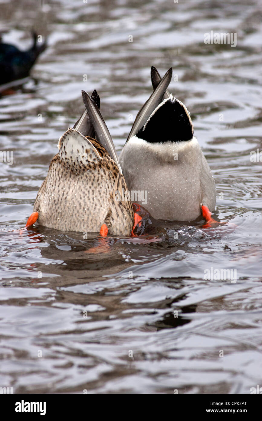 Due le anatre bastarde immersione sotto acqua in cerca di cibo. Foto Stock