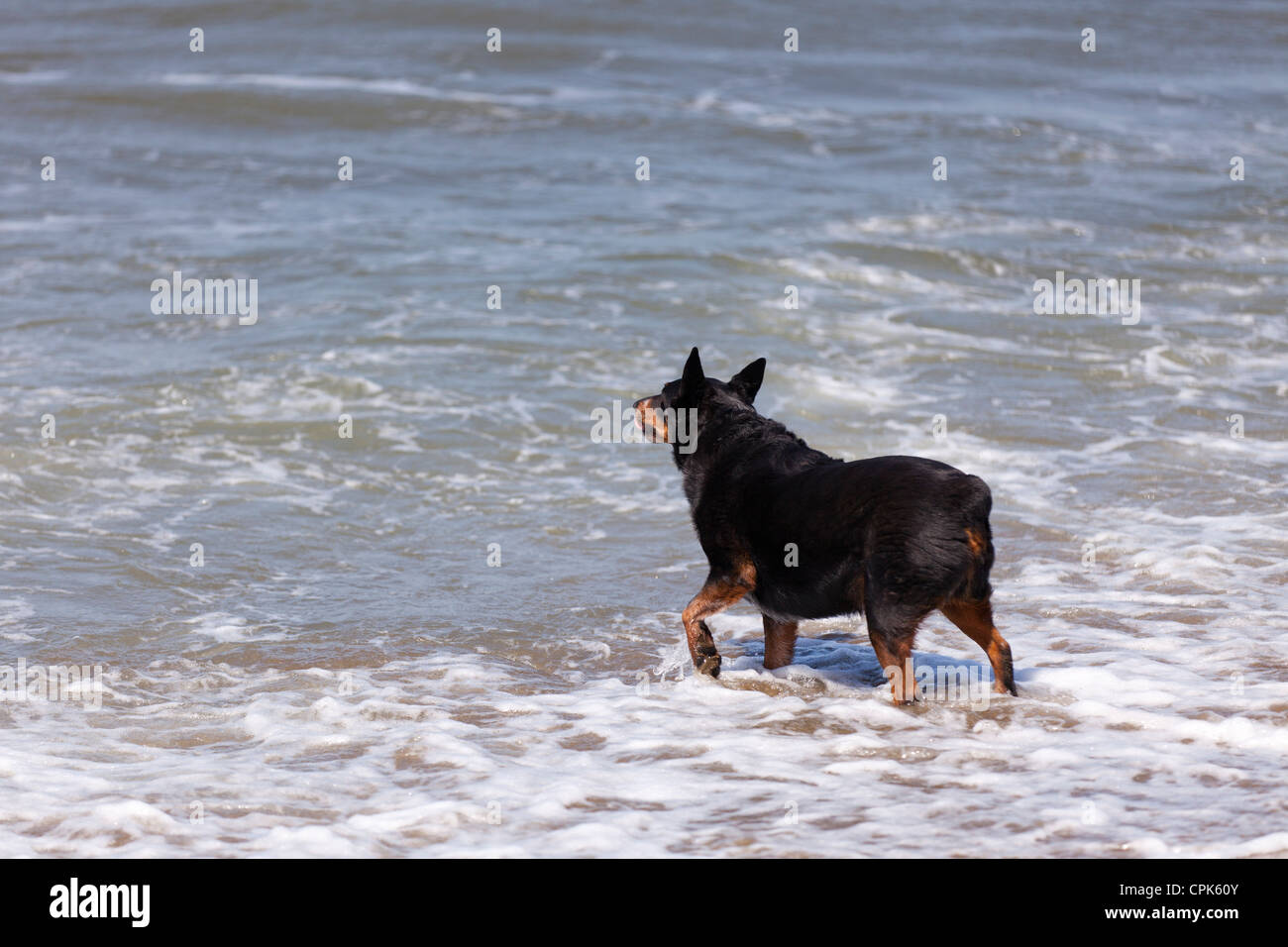 Un grande cane nero di camminare sulla spiaggia Foto Stock