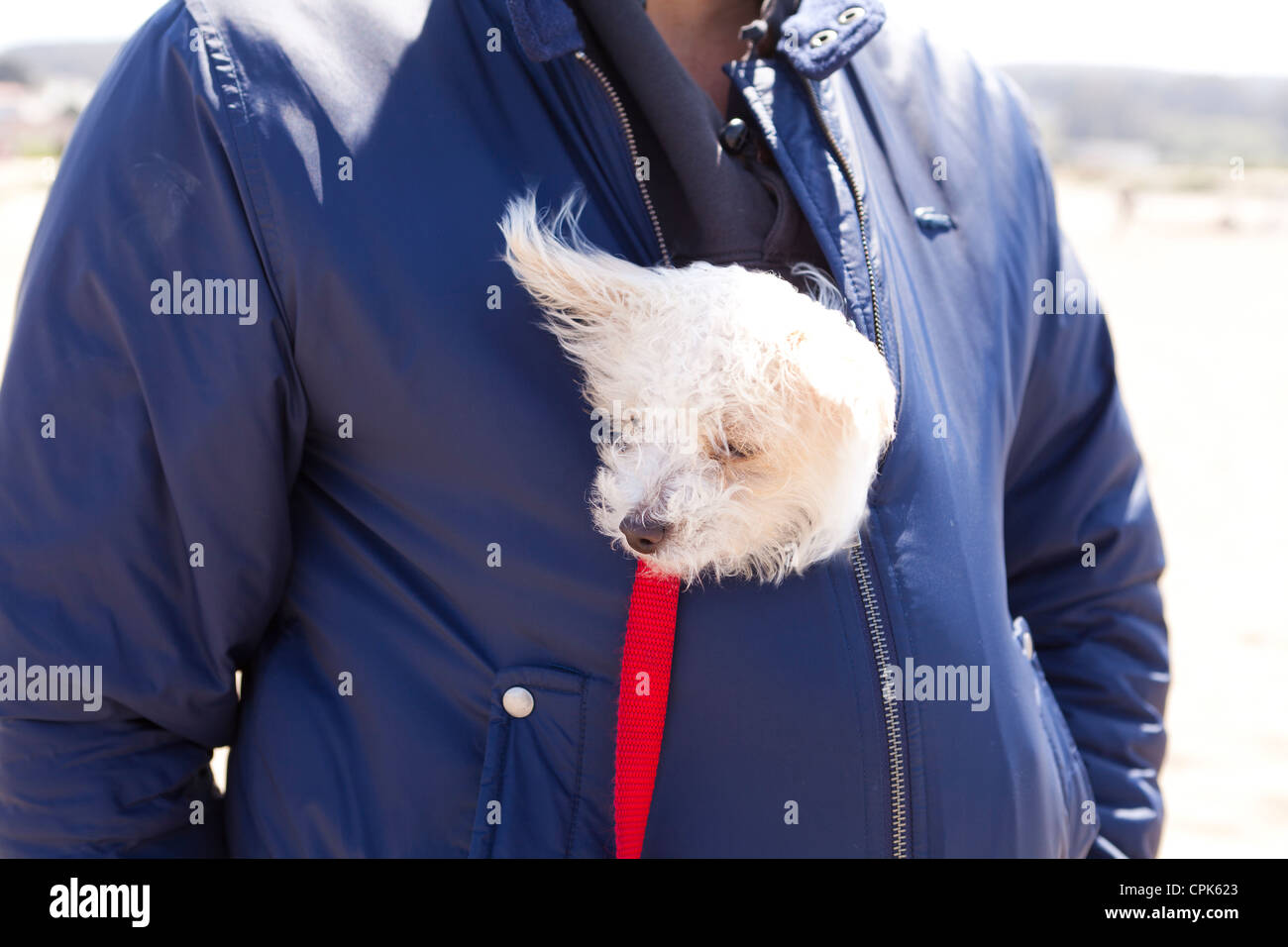 Un piccolo cane bianco all'interno di un uomo giacca Foto Stock