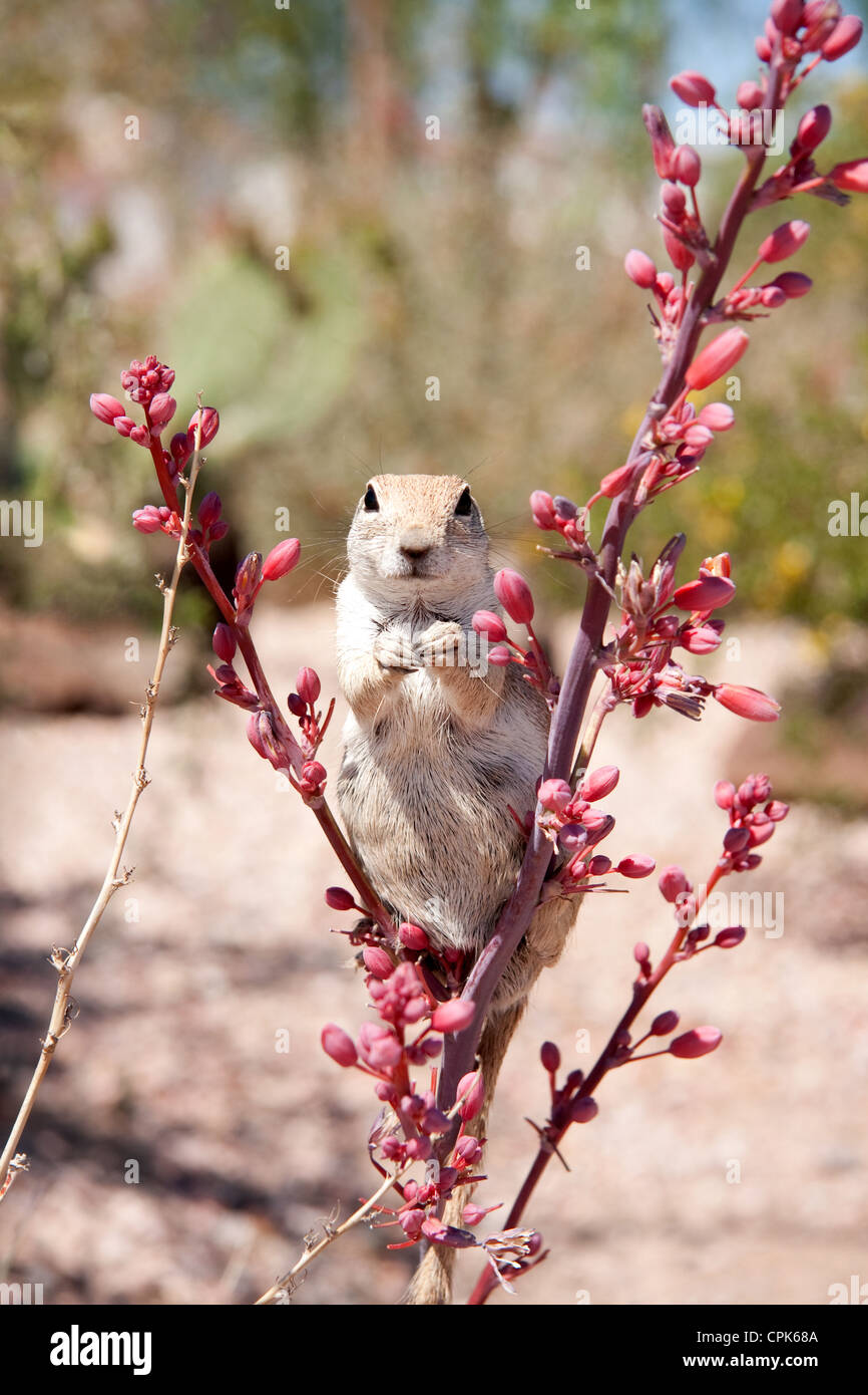 Round-tailed scoiattolo in Arizona Foto Stock