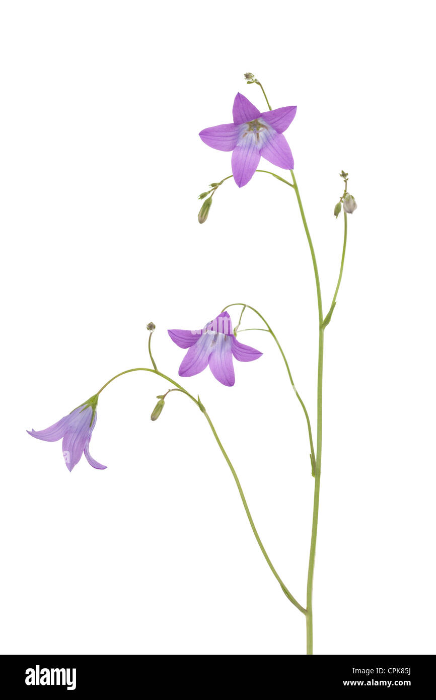 Fiore viola harebell (Campanula patula) su bianco Foto Stock