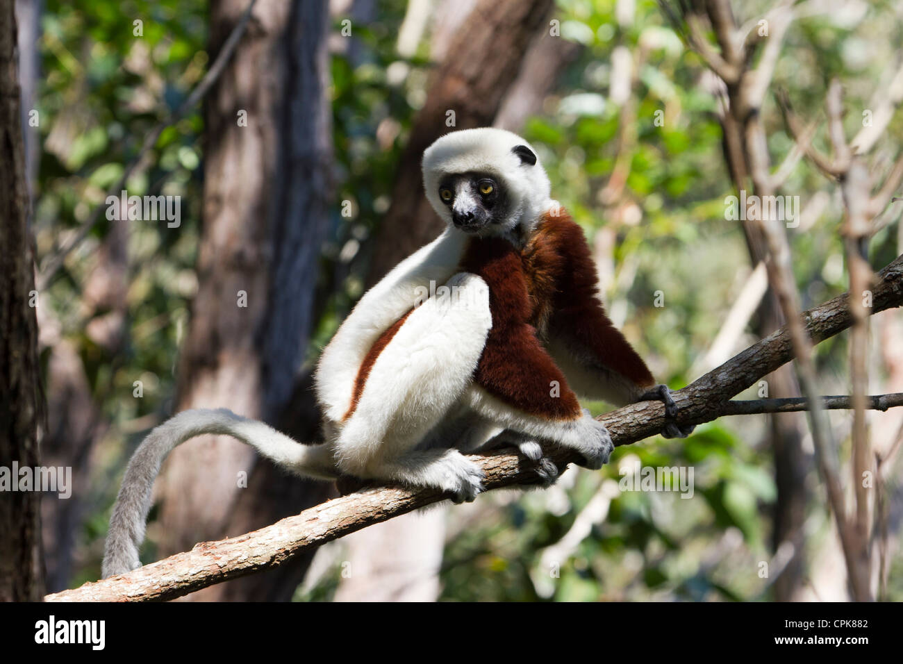La Verreaux sifaka (Propithecus verreauxi) sul ramo, regione di Andasibe, Madagascar Foto Stock