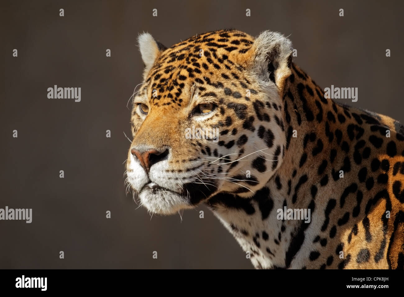 Ritratto di un maschio di Jaguar (Panthera onca) Foto Stock