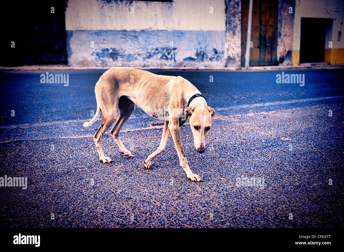 Street greyhound, Spagna. Foto Stock