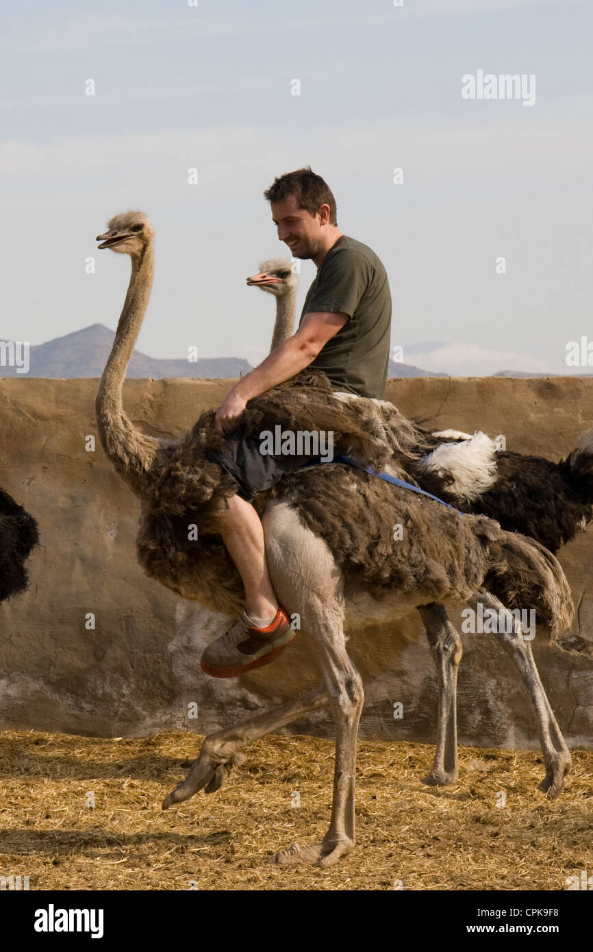 Un uomo che cavalca uno struzzo a Oudtshoorn, Sud Africa Foto Stock