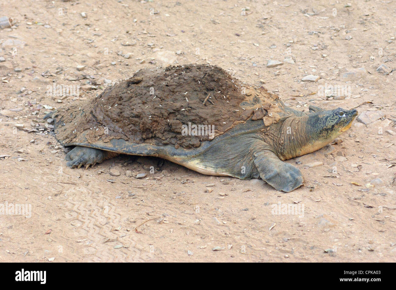 Softshell turtle sul terreno in India Foto Stock