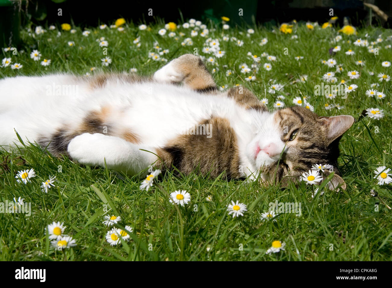 Simpatico gattino felice che si snoda tra le margherite Foto Stock