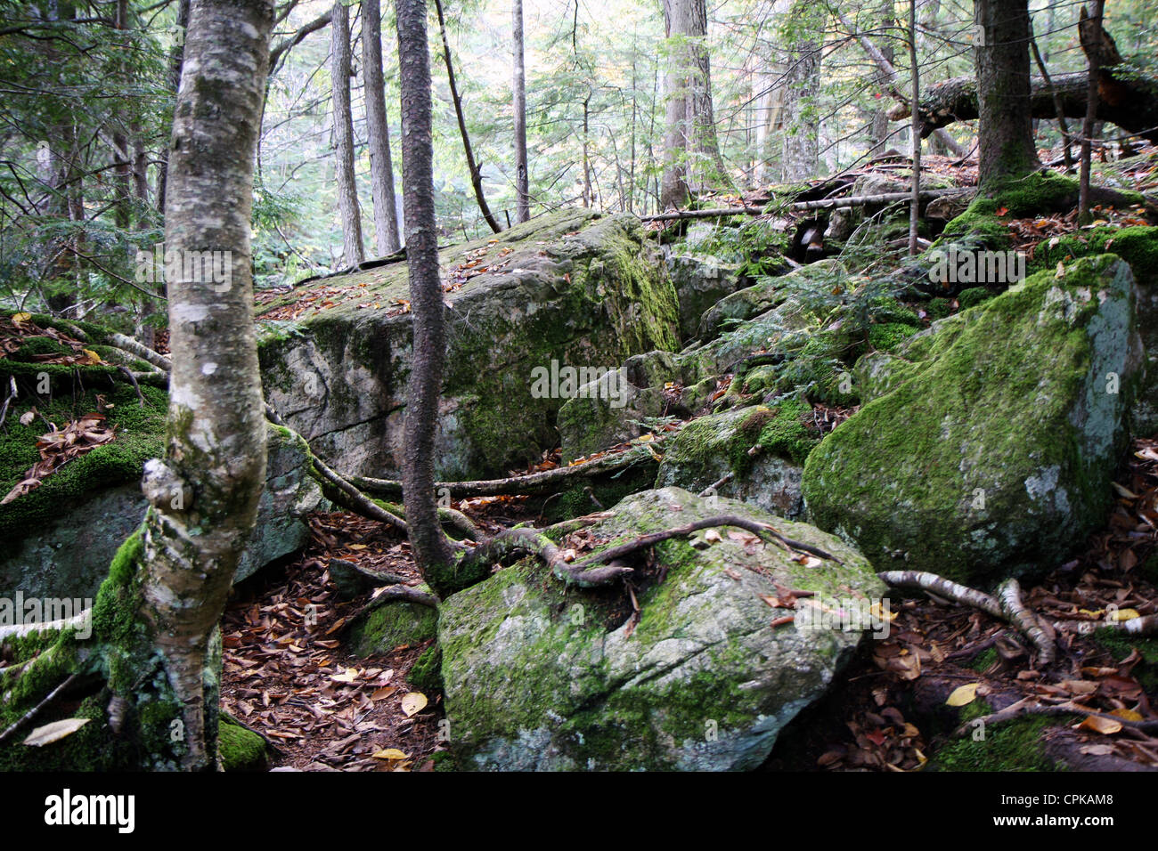 Radici di alberi in una foresta al tempo di caduta Foto Stock