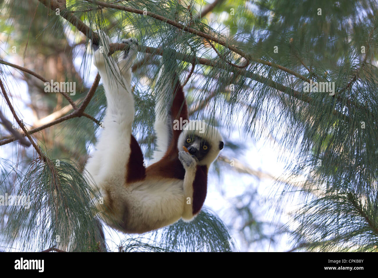 La Verreaux sifaka (Propithecus verreauxi) ramo di azienda con tre arti e mangiare con la quarta regione di Andasibe, Madagascar Foto Stock