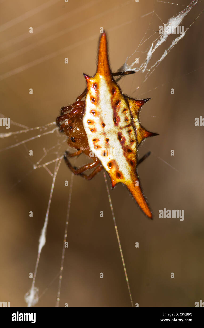 Spinosa ragno granchio, Andasibe, Madagascar Foto Stock