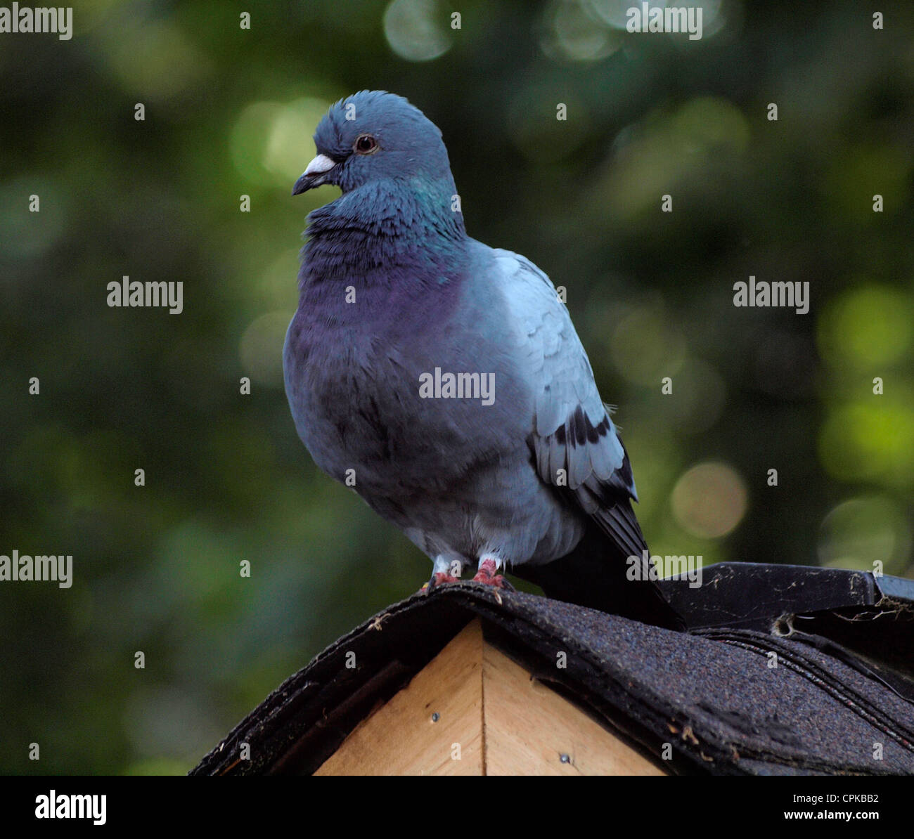 Racing, l'homing pigeon, appollaiato sul tetto loft Foto Stock