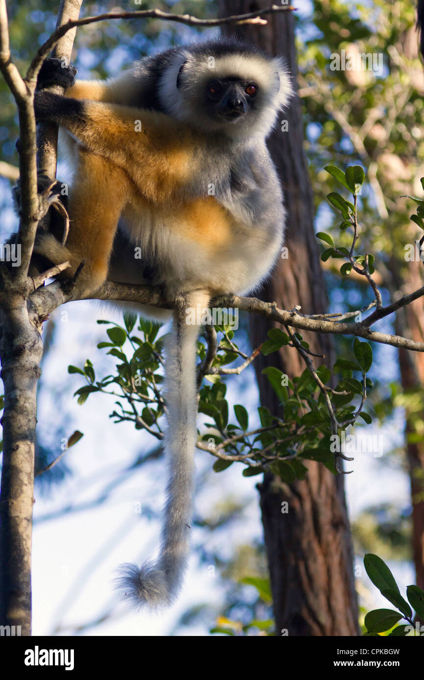 Diademed sifaka, foresta pluviale, Andasibe, Madagascar Foto Stock