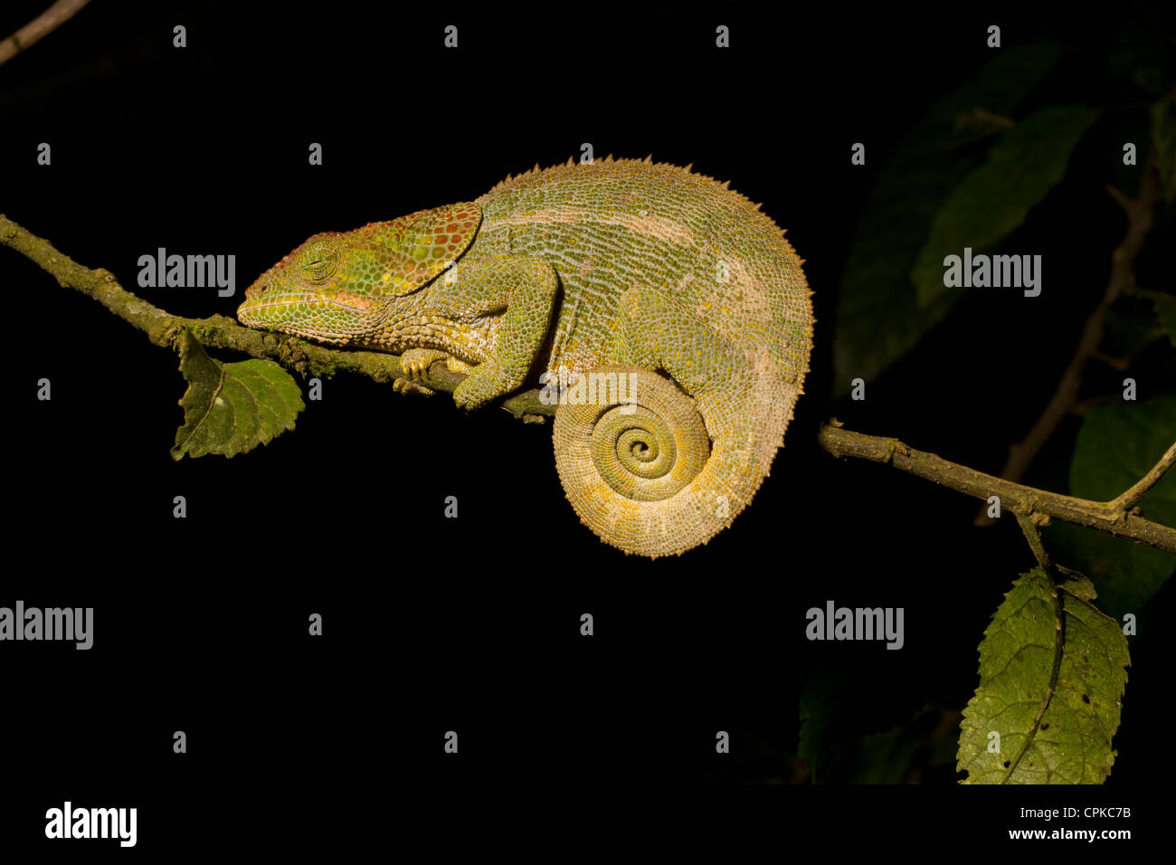 Panther Chameleon (Furcifer pardalis) Ranomafana, Madagascar Foto Stock