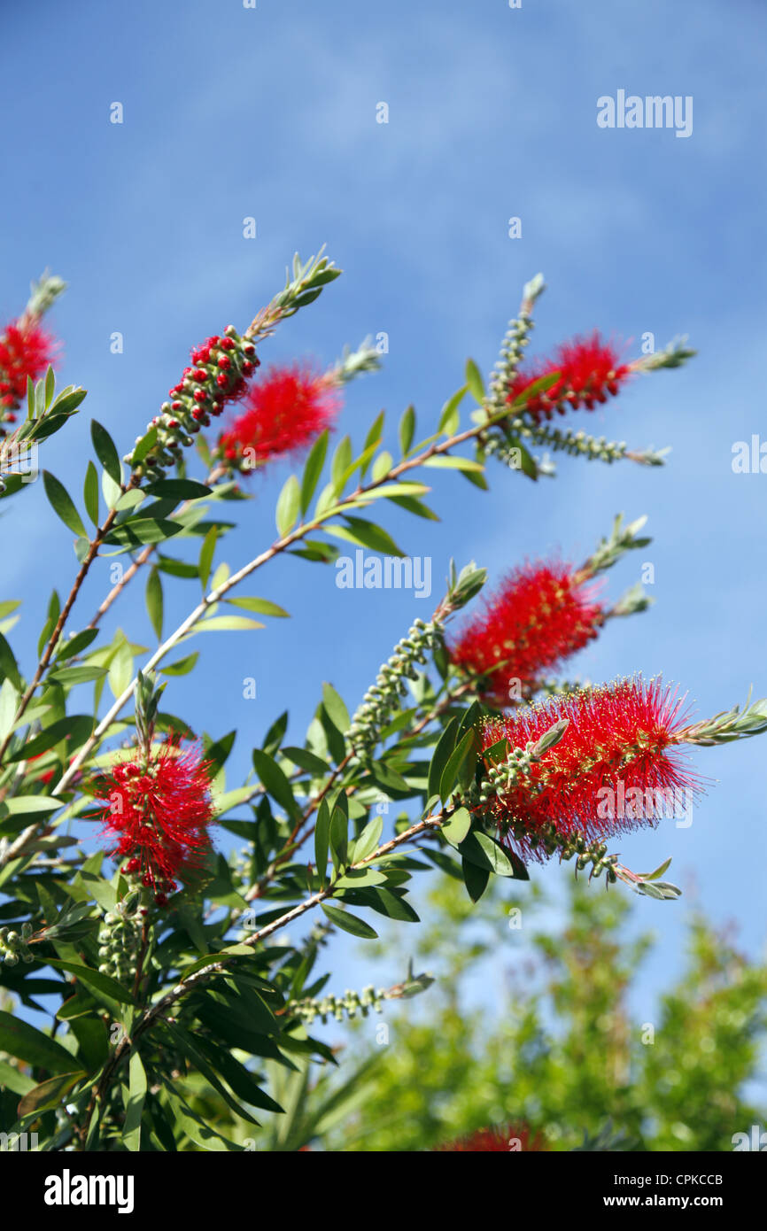 CALLISTEMON VIMINALIS POHUTUKAWA FLOWER PISA TOSCANA ITALIA 11 Maggio 2012 Foto Stock