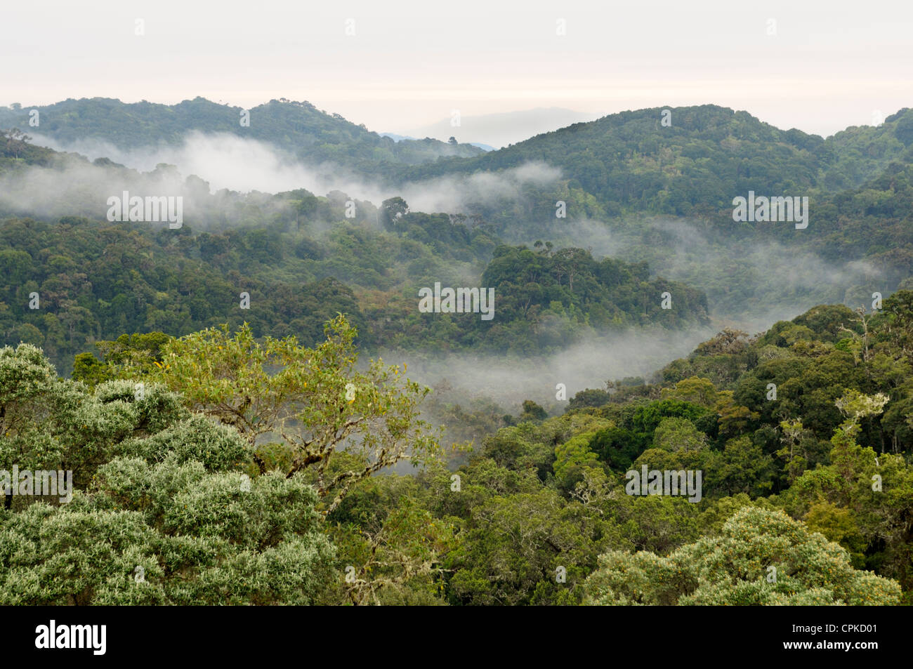 La foresta pluviale tropicale (cloudforest) a 10000 piedi, Los Quetzales Parco Nazionale Cerro de la Muerte, Costa Rica Foto Stock