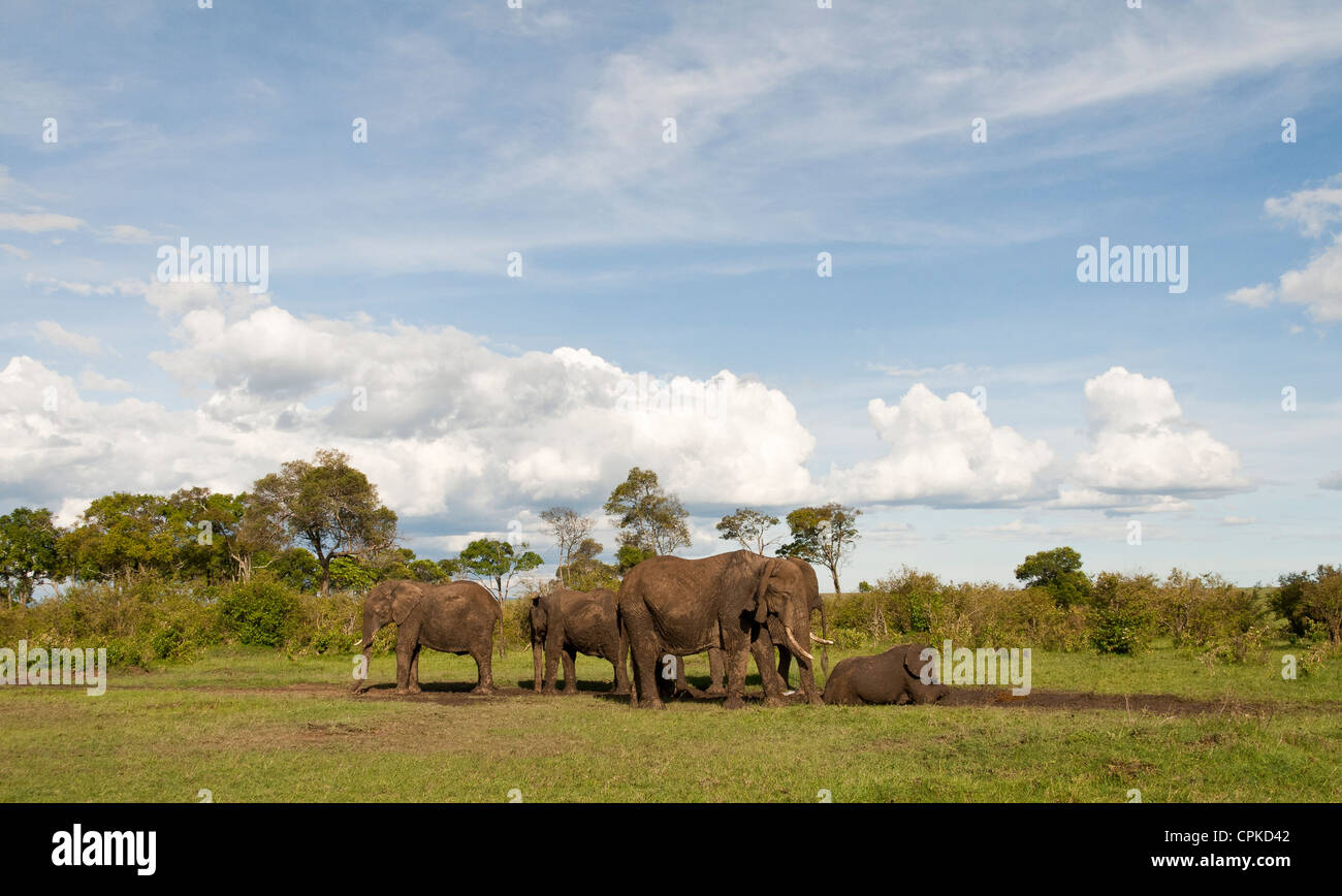 Bush africano famiglia elefante africano (Loxodonta africana) avente un bagno di fango sulla Riserva Nazionale di Masai Mara, Kenya, Africa orientale. Foto Stock