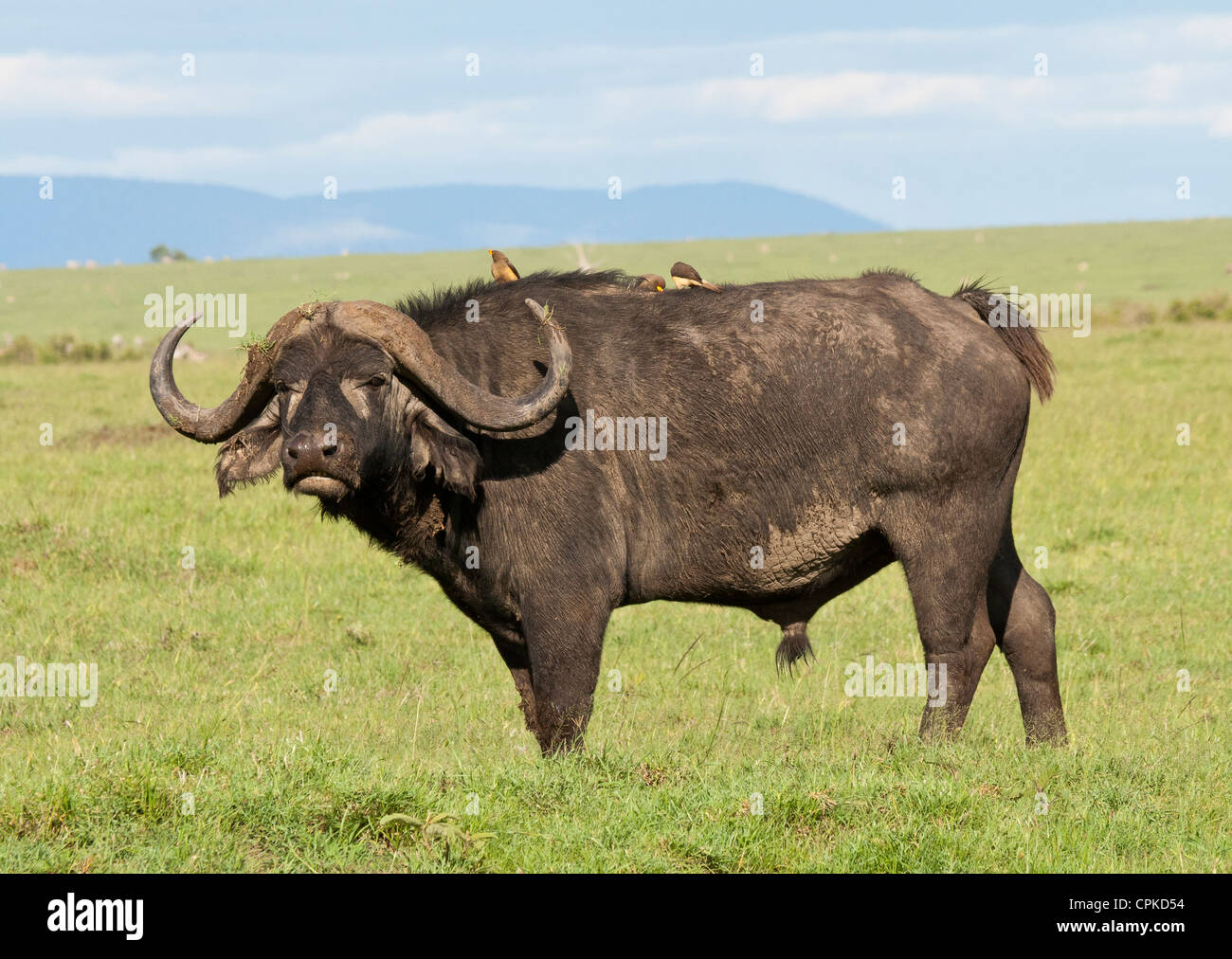 Maschio africano Buffalo in piedi con giallo-fatturati Oxpeckers sulla sua schiena sul Masai Mara, Kenya, Africa orientale. Foto Stock