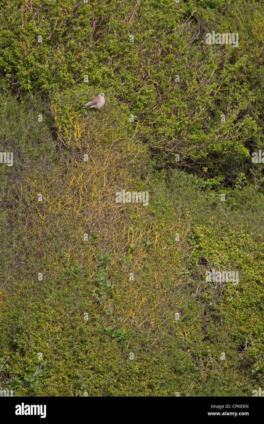 Comune Femmina Gheppio Falco tinnunculus appollaiato in boccole a Nash punto, nel Galles a maggio. Foto Stock