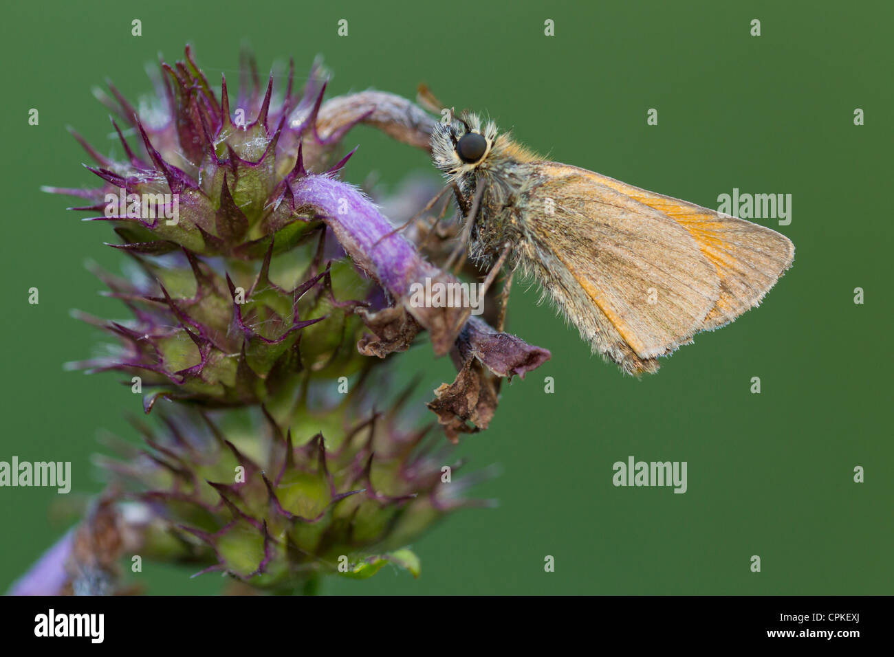 Piccola Skipper Thymelicus sylvestris arroccato a roost a Whitecross Greenwood, Oxfordshire in agosto. Foto Stock