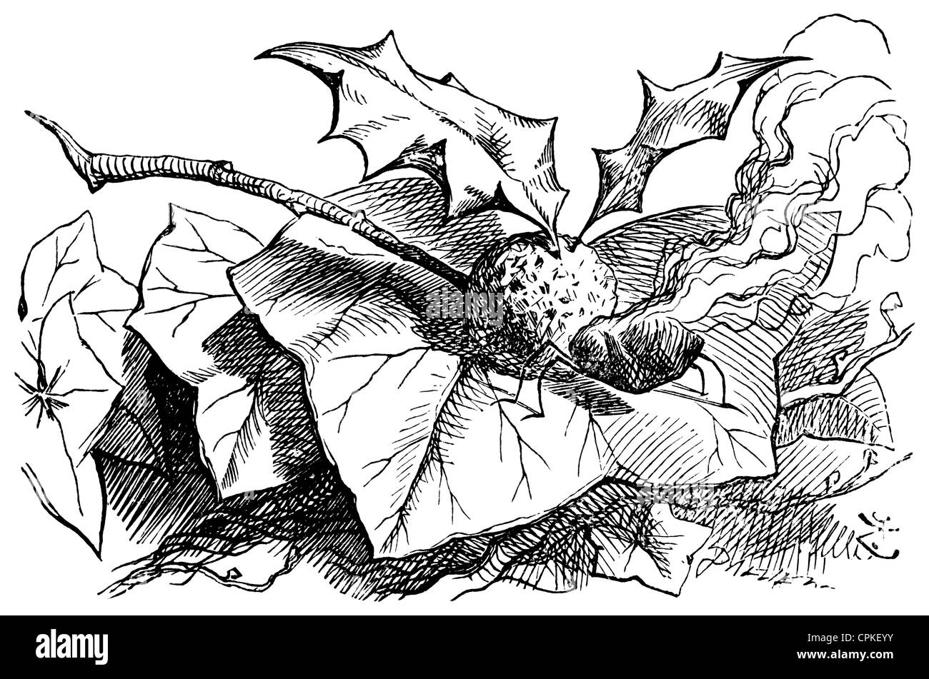 Il Snap-Dragon Fly, da Lewis Caroll il libro per bambini "attraverso l'Looking-Glass e quello che Alice vi trovarono' Foto Stock