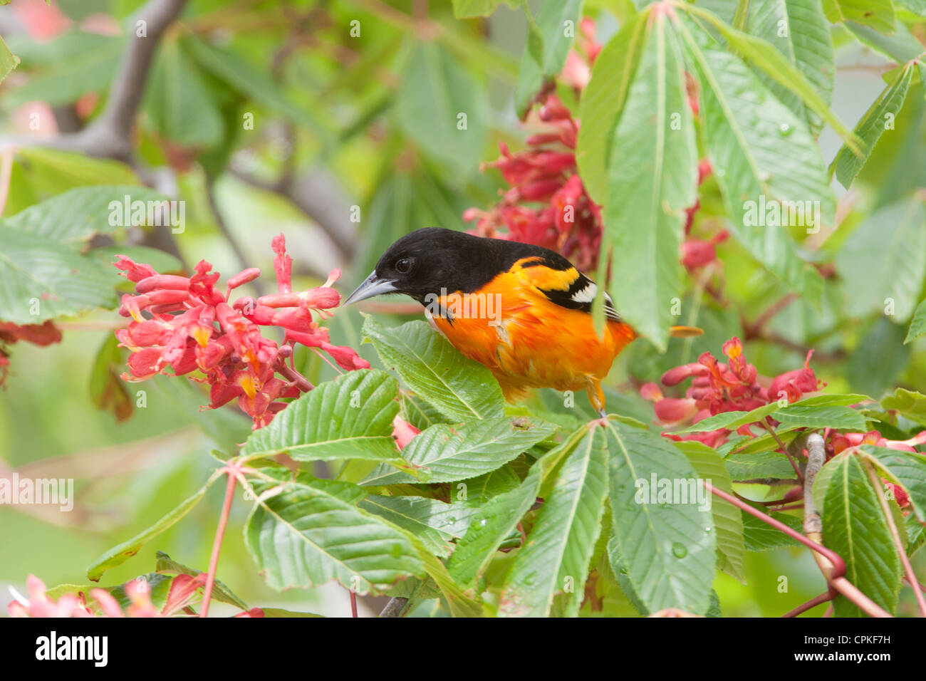 Baltimore Oriole Bird songbird arroccato in Red Buckeye Fiori fioritura fioritura di uccelli naturali Foto Stock