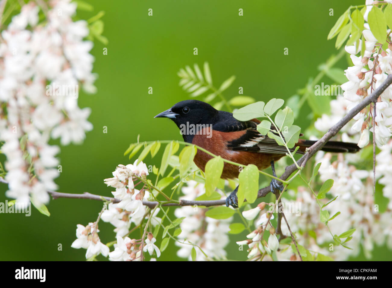 Orchard Oriole Bird songbird appollaiato in fiori di locuste nere Foto Stock