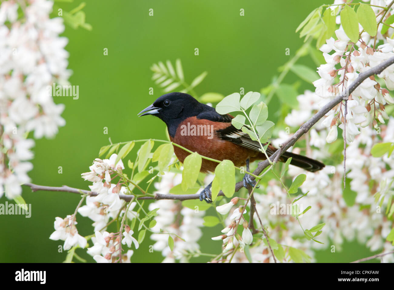 Orchard Oriole Bird songbird appollaiato in fiori di locuste nere Foto Stock