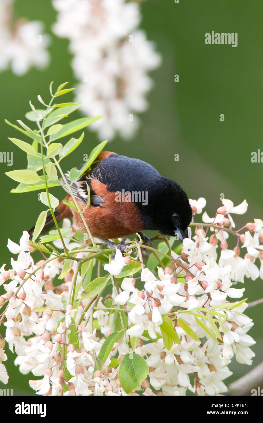 Orchard Oriole mangiare da Black Locust Flowers nettare uccello songbird fioriture aviarie ambiente naturale Foto Stock