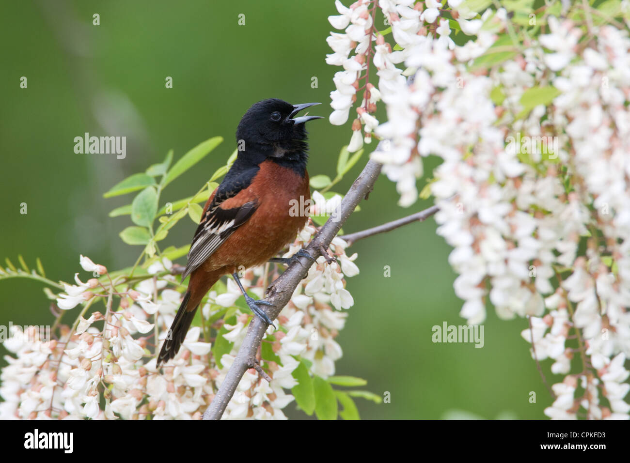 Orchard Oriole Bird songbird appollaiato in fiori di locuste nere Foto Stock