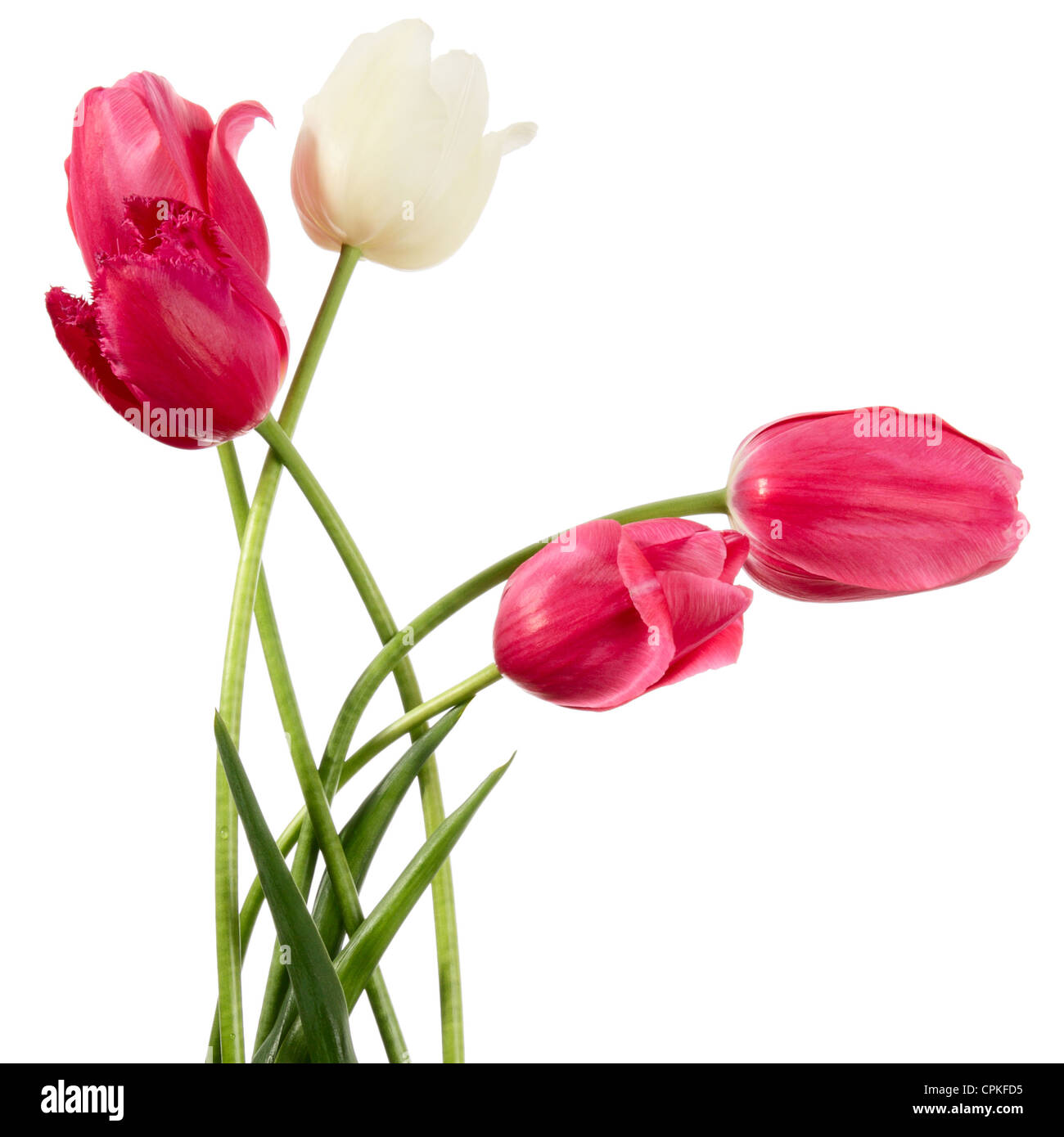 Fiori rosa e bianchi su sfondo bianco Foto Stock