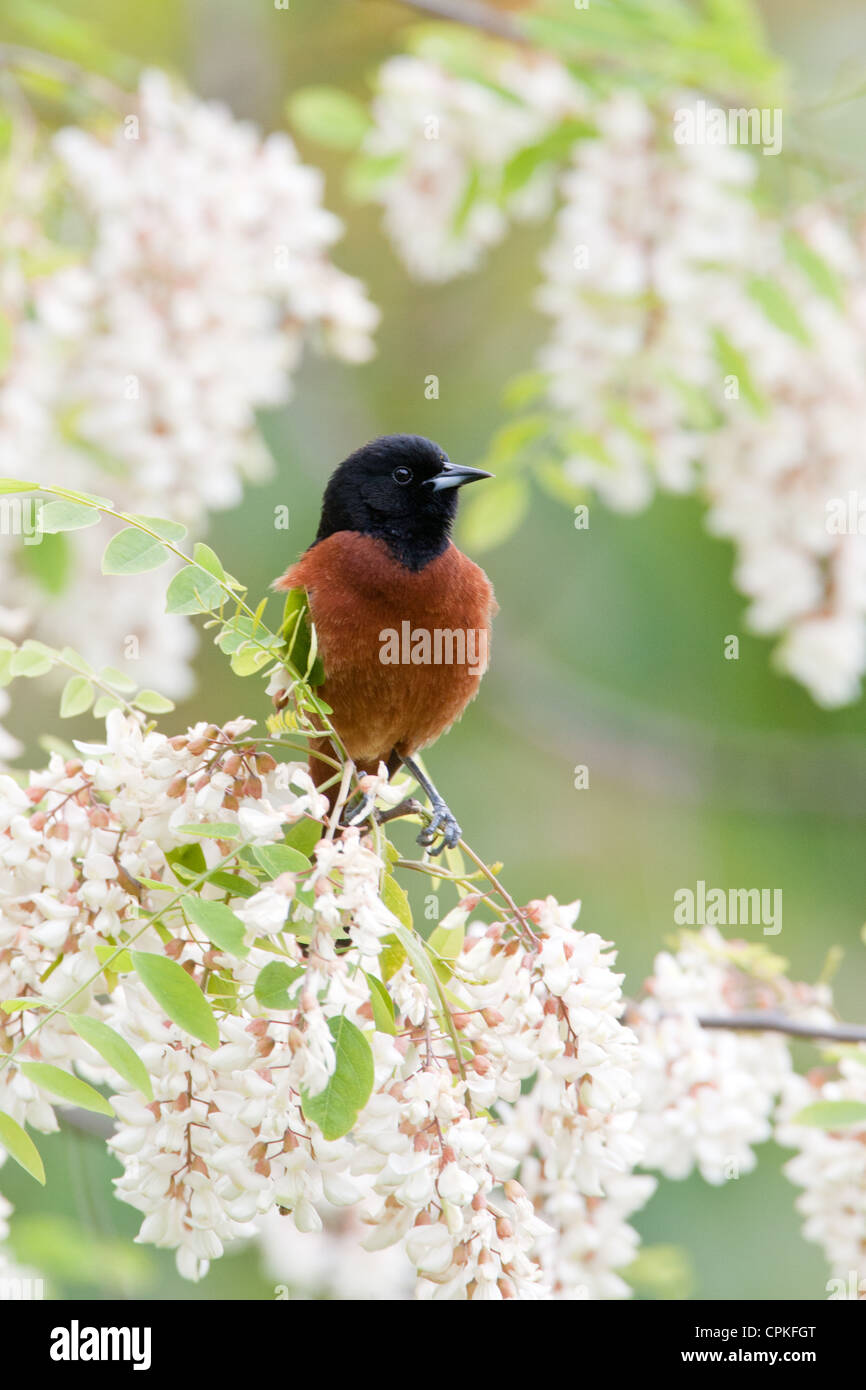 Orchard Oriole Bird songbird arroccato in fiori di carrube nere fioritura verticale Foto Stock