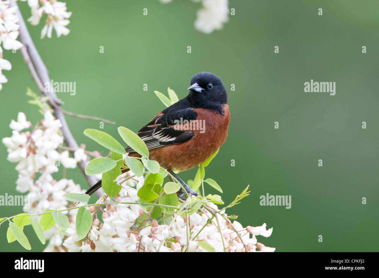 Orchard Oriole Bird songbird appollaiato in fiori di locuste nere Foto Stock