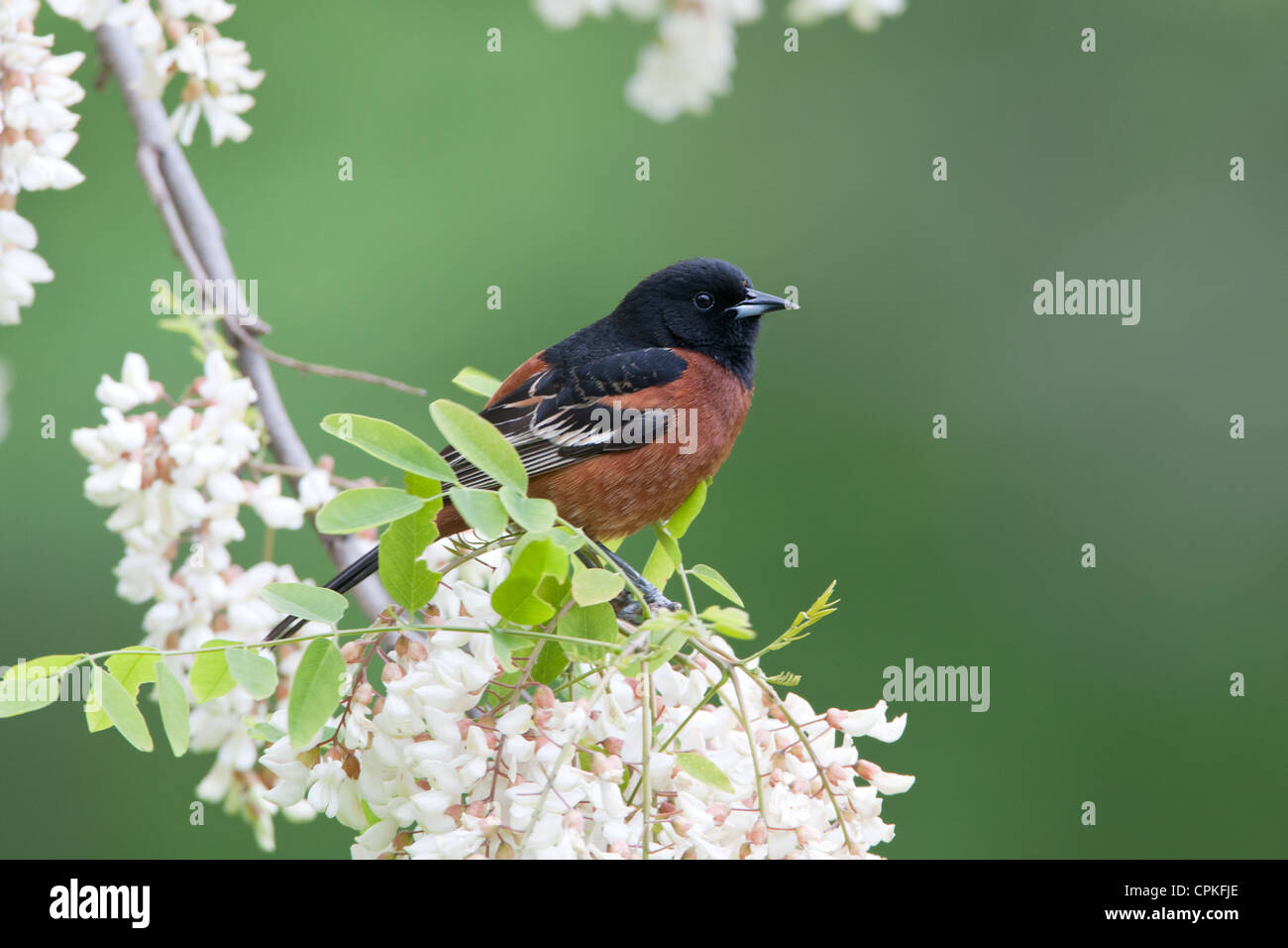 Orchard Oriole Bird songbird appollaiato in fiori di locuste nere Foto Stock
