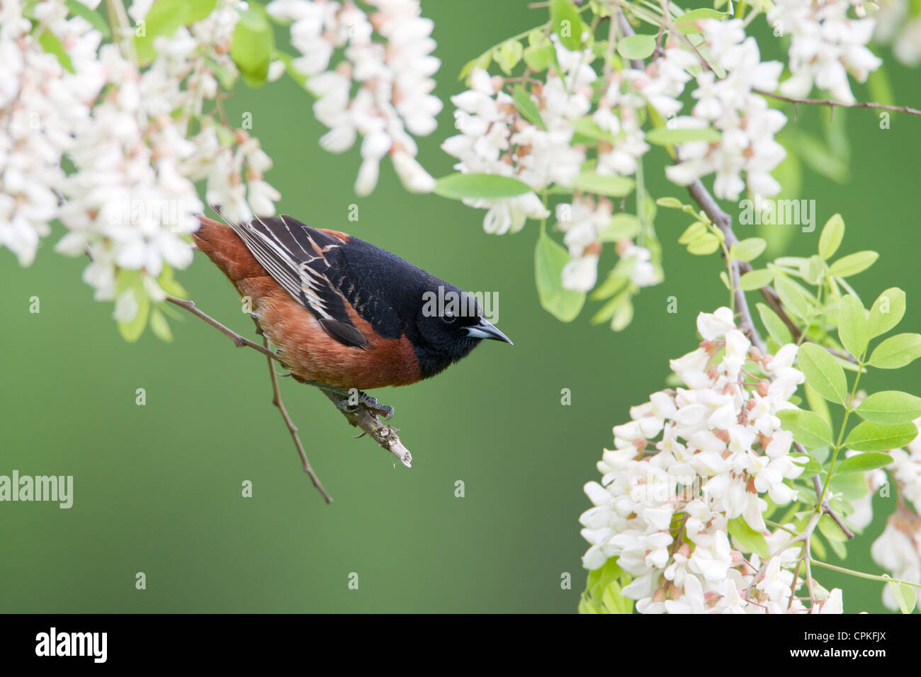 Orchard Oriole Bird songbird appollaiato in fiori di locuste nere Foto Stock