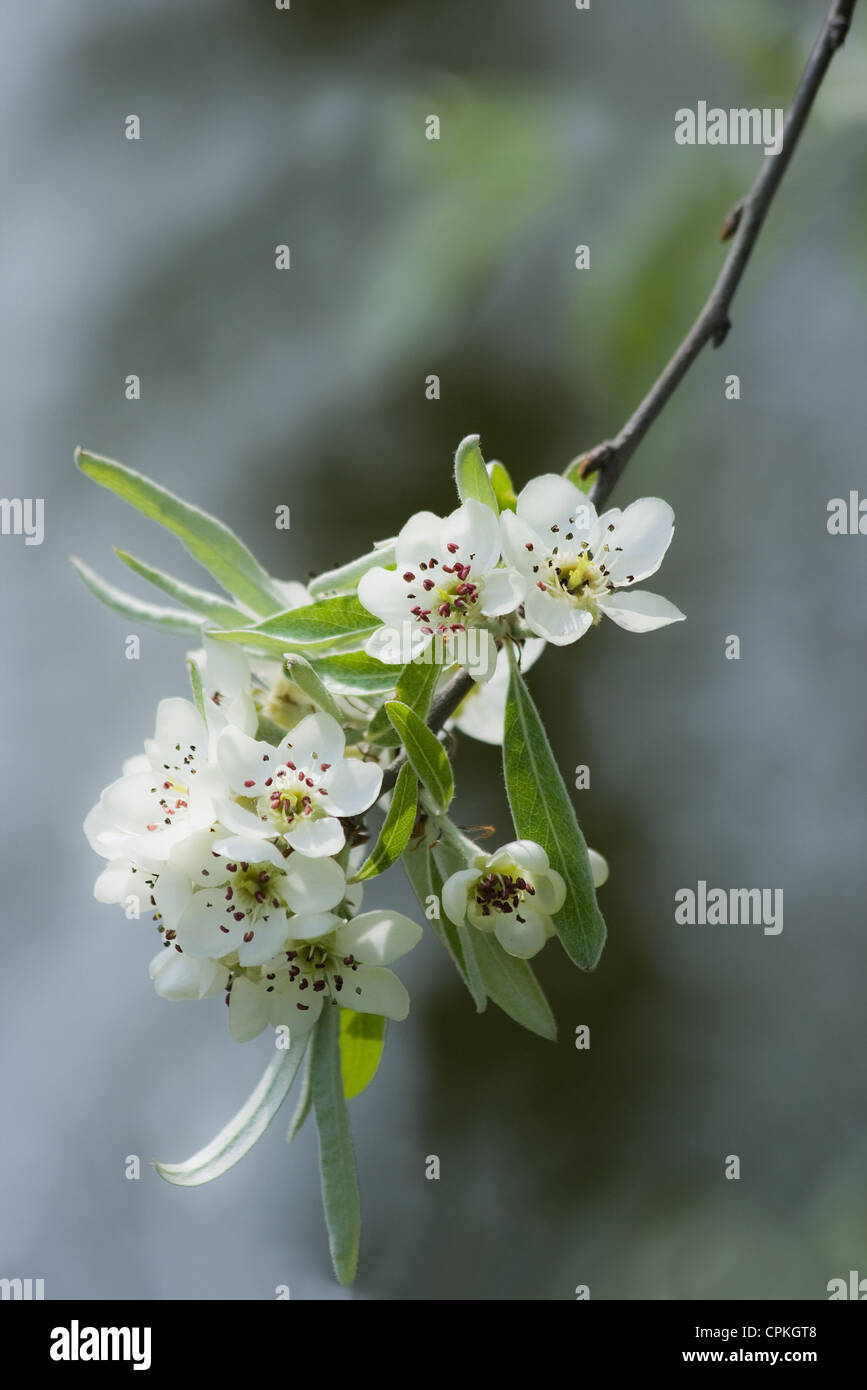 Il ramo con fiori bianchi in primavera su Pear Tree e acqua in background Foto Stock