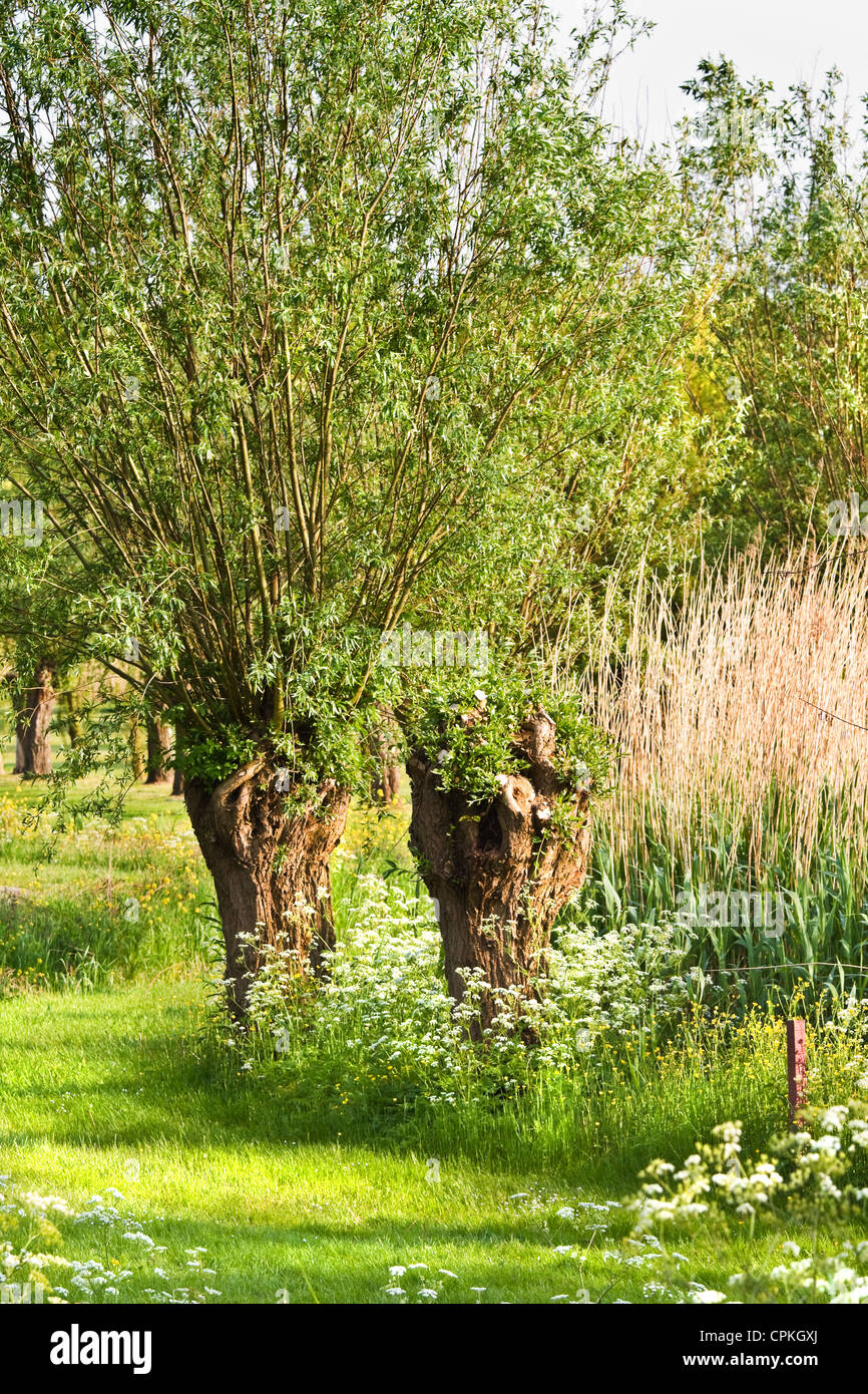 Vecchio pollard-willows nel paese in primavera dalla luce della sera Foto Stock