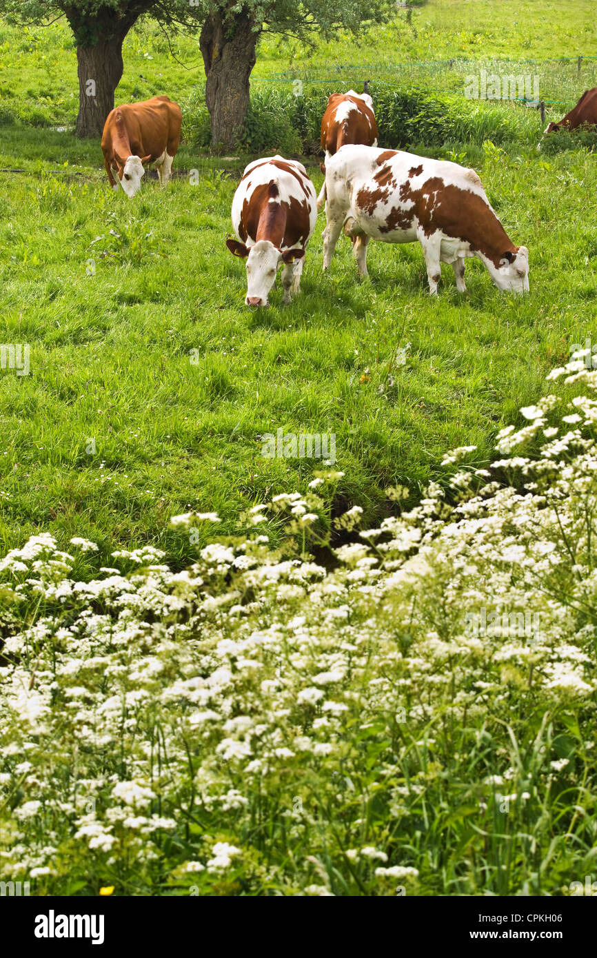 Pollard-WILLOWS, mucca prezzemolo e mucche al pascolo in primavera Foto Stock