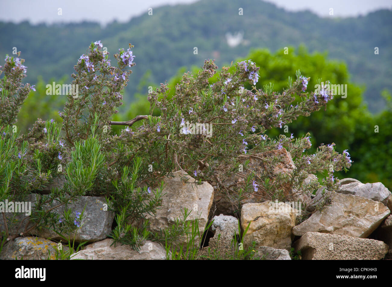 Piante di lavanda sulla sommità di un muro di pietra dividendo i campi di Stari Grad in isola di Hvar Croazia Europa Foto Stock