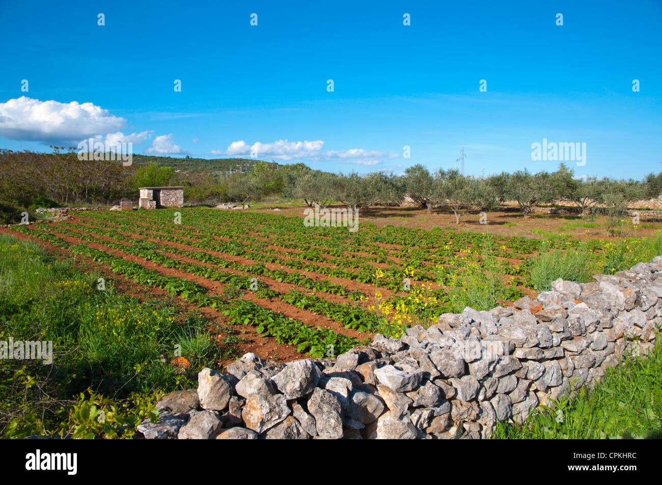 Pianure con il Greco antico campo sistema di divisione di Stari Grad città isola di Hvar Dalmazia Croazia Europa Foto Stock