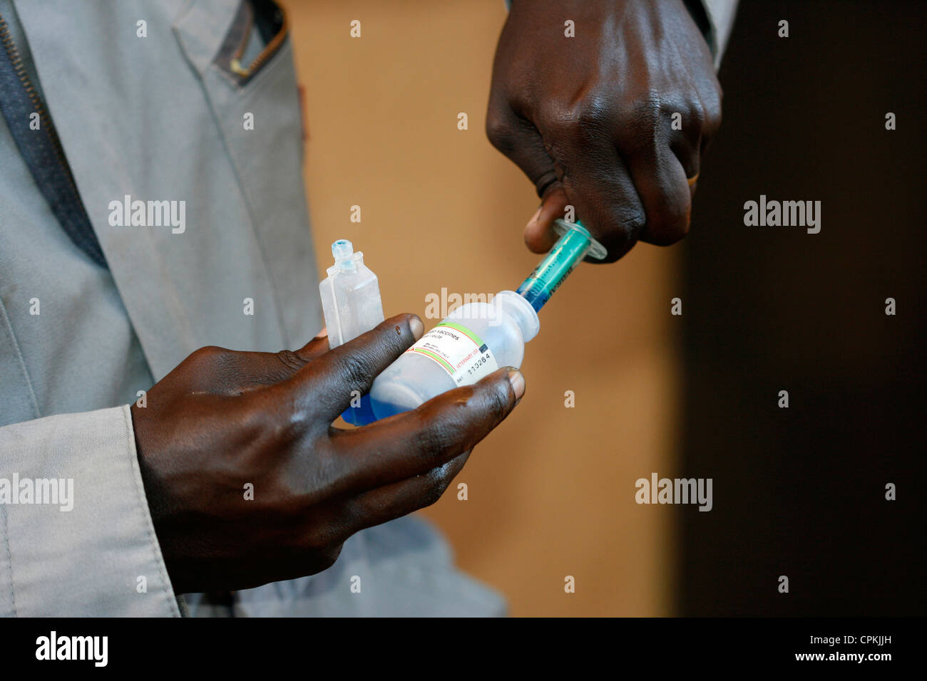 Un vet in Uganda prepara il vaccino per vaccinare un branco di oche contro la malattia di Newcastle Foto Stock