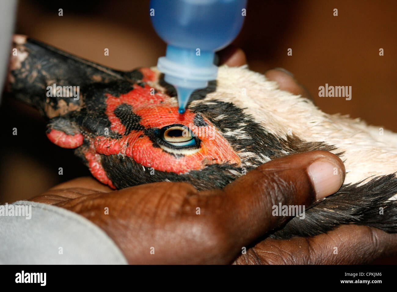 Un vet in Uganda la vaccinazione di un anatra contro la malattia di Newcastle mediante gocciolamento vaccino nell'anatra's eye Foto Stock