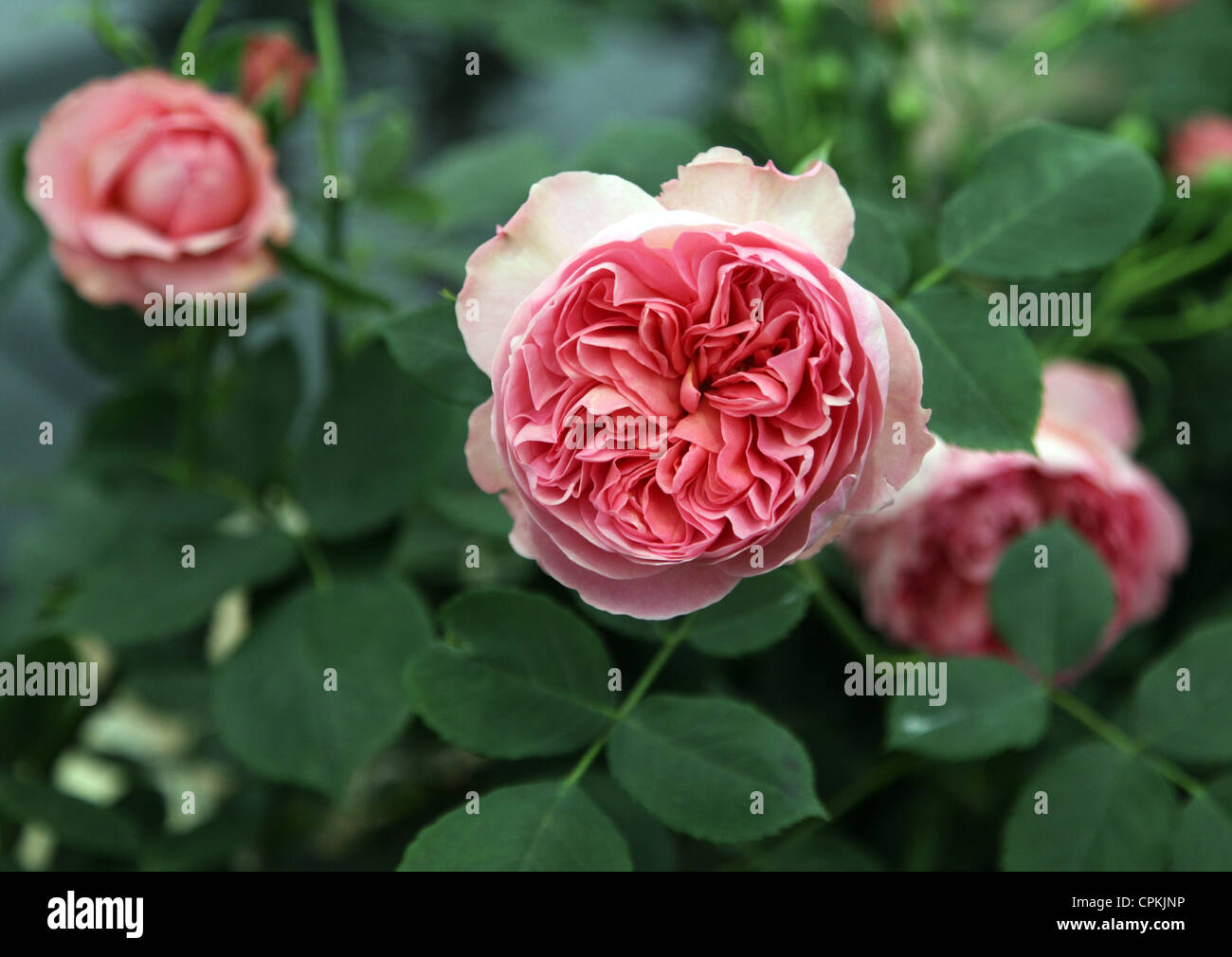 Rosa Boscobel, David Austin rosa Inglese Foto stock - Alamy