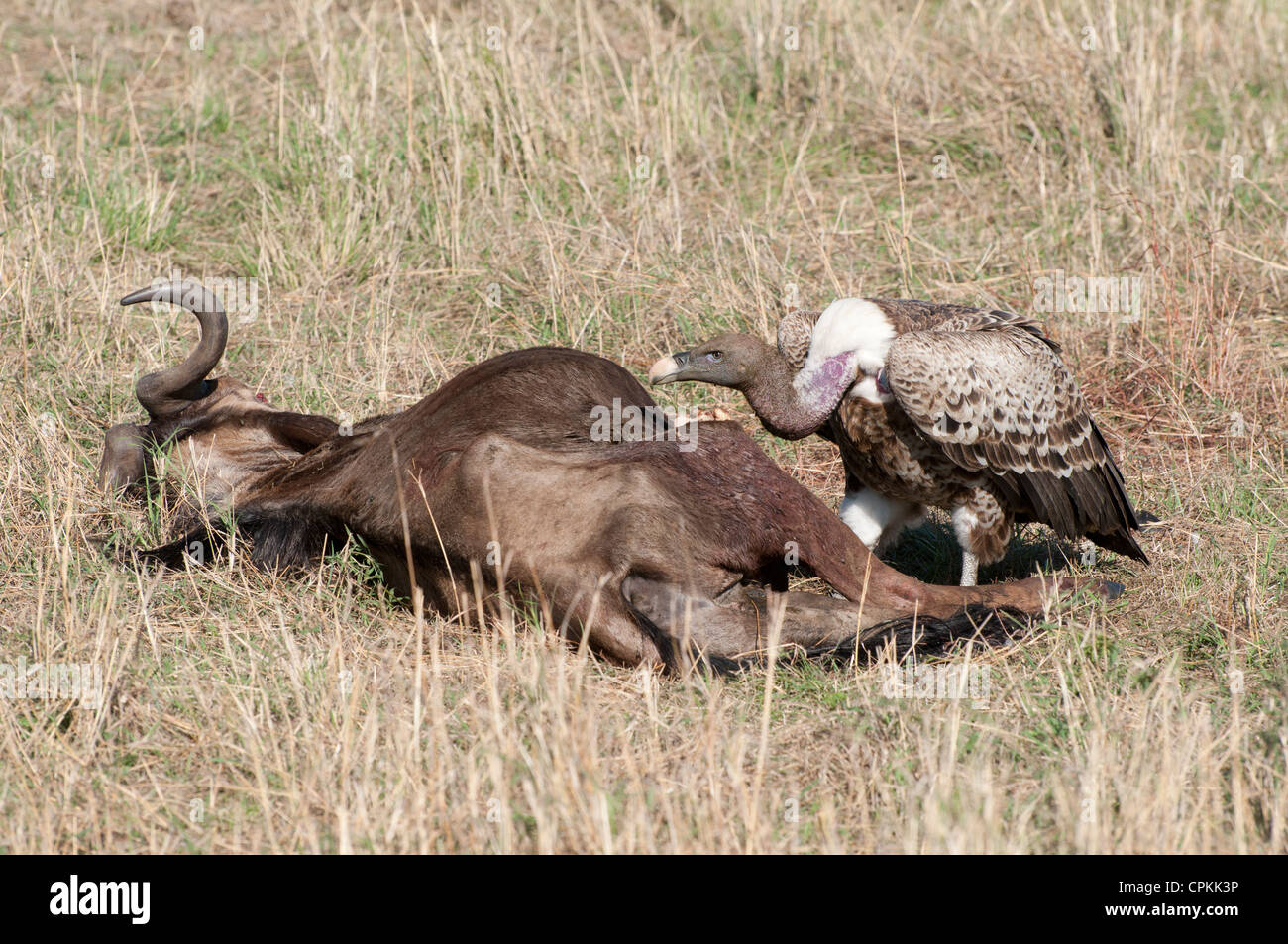 Vulture mangiare morti gnu n Africa Orientale Sernegeti Foto Stock