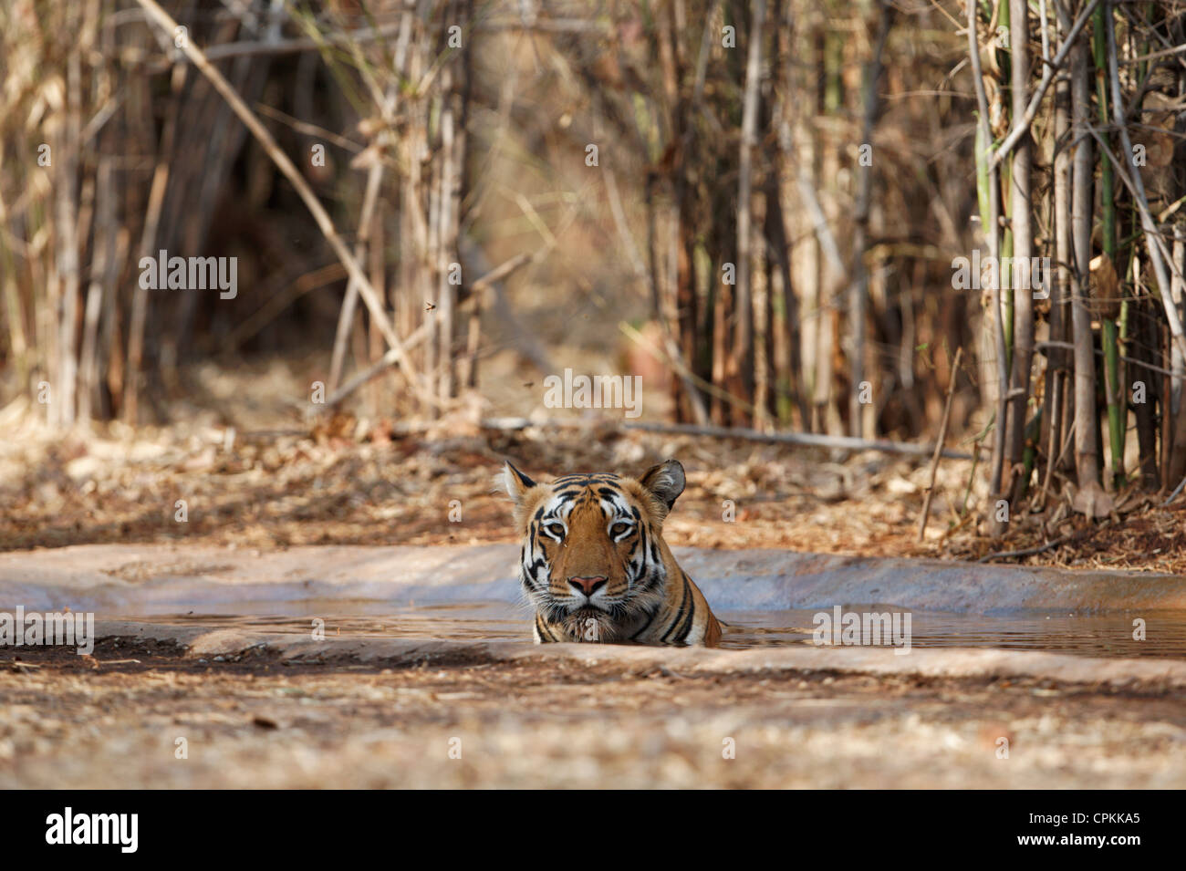 Tigre del Bengala raffreddamento fuori il suo corpo in un foro per l'acqua, a Tadoba foresta, India. ( Panthera Tigris ) Foto Stock