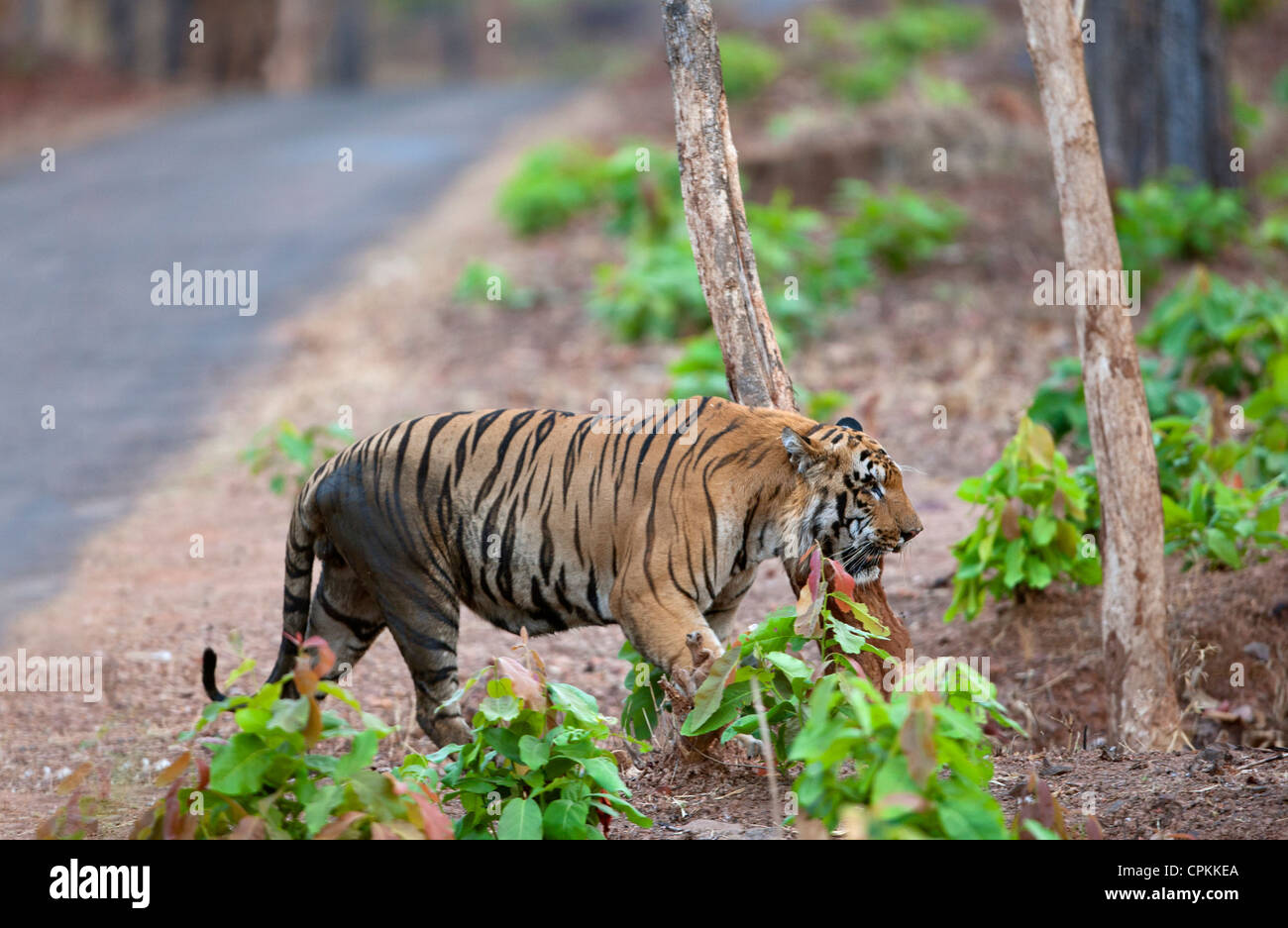 Un enorme Wagdoh dominante o Scarface tigre maschio attraversando la strada forestale a Tadoba India. ( Panthera Tigirs ) Foto Stock