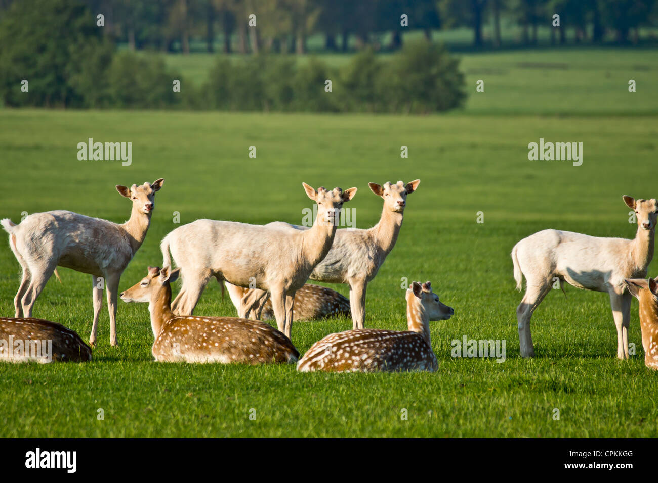 Daini di pascoli e di appoggio Dama Dama Foto Stock