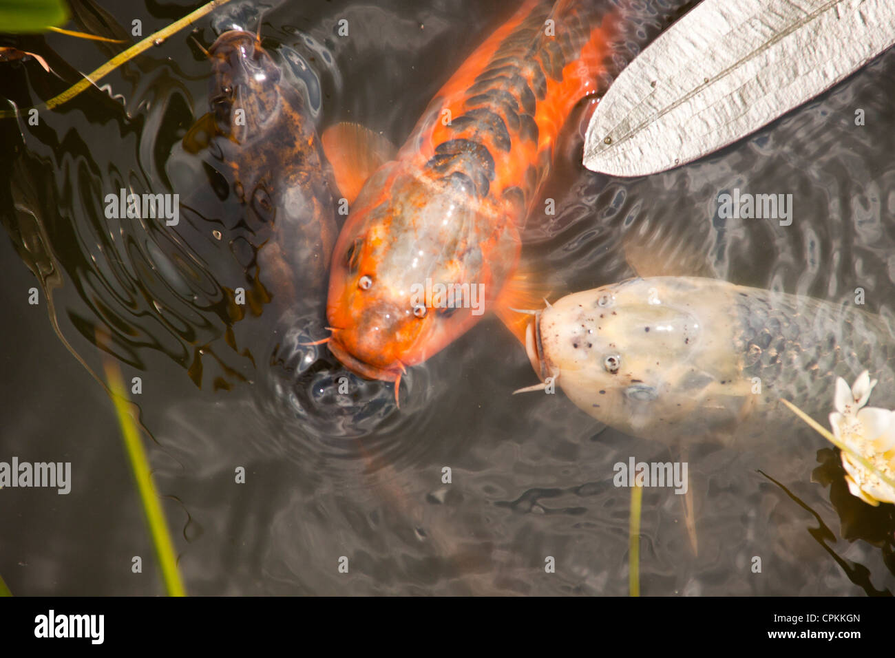 Carpe Koi in cerca di cibo in un laghetto in giardino con alghe rendendo l'acqua come la zuppa di piselli. Foto Stock