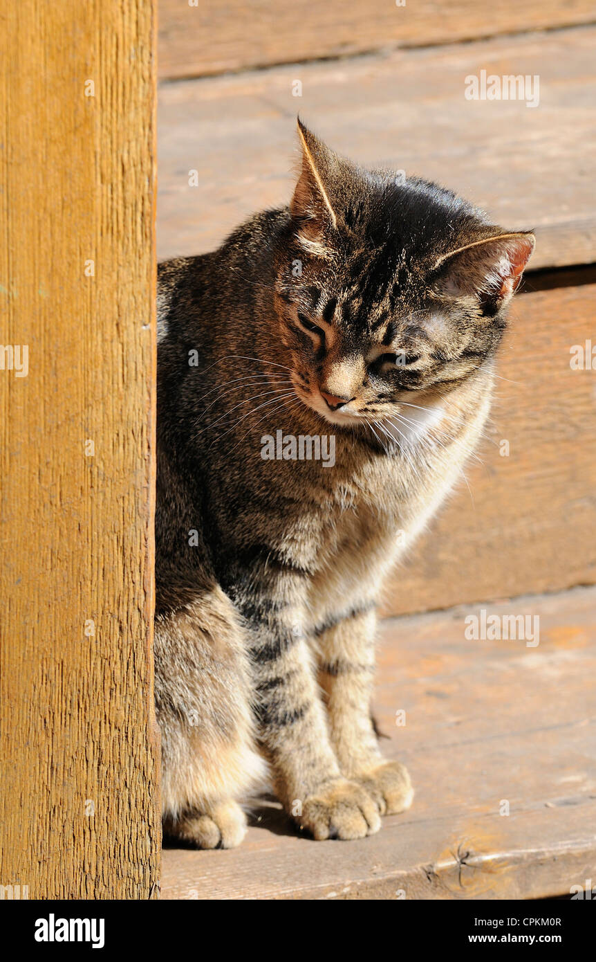 Tabby cat nominato Mini il peering intorno a fase post. Foto Stock