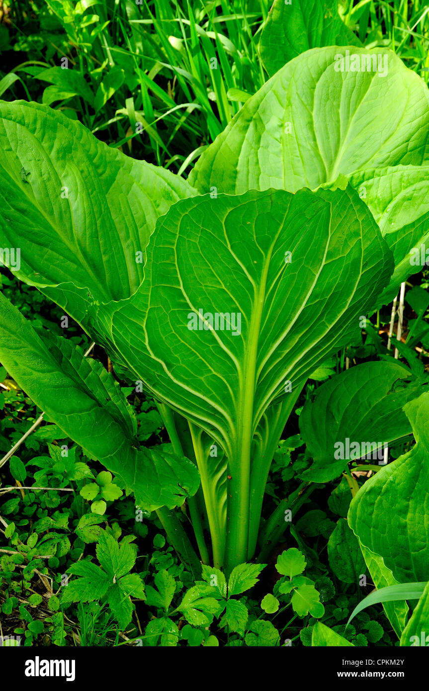 Eastern Skunk cavolo, Clumpfoot cavolo, Foetid Pothos, Prato cavolo, Polecat erbaccia, Skunk cavolo o cavolo di palude. Foto Stock