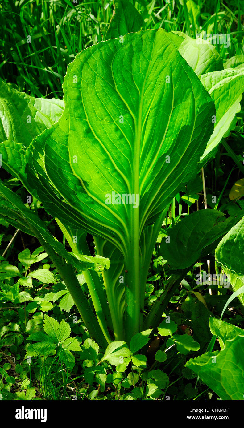 Eastern Skunk cavolo, Clumpfoot cavolo, Foetid Pothos, Prato cavolo, Polecat erbaccia, Skunk cavolo o cavolo di palude. Foto Stock